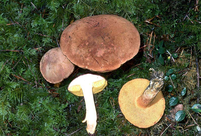 Xerocomus subtomentosus